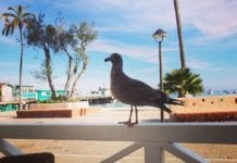 Adventures in Catalina Island… Adventures in Catalina Island